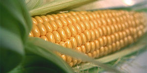 Кукурузный крахмал от производителя