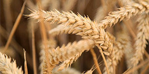 Пшеничный крахмал от производителя